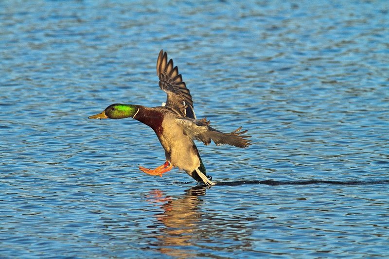 Тормозииииии...photo preview