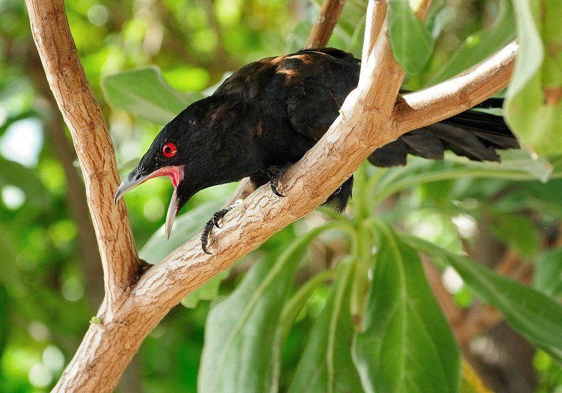 Пернатый дьяволphoto preview