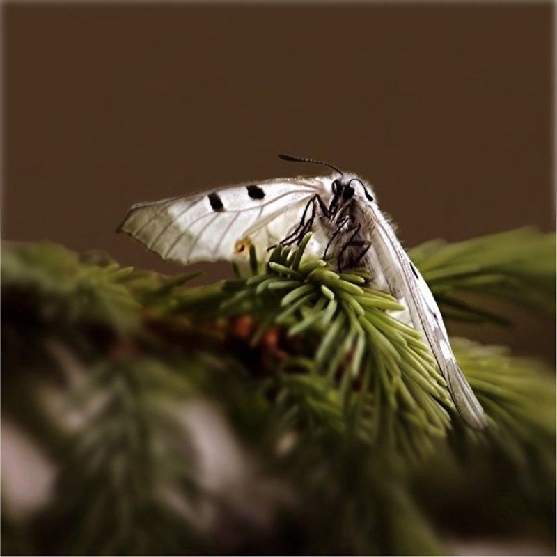 бабочка,природа,  фото превью