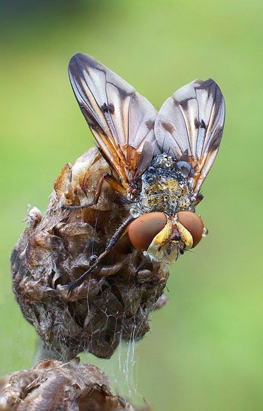 осенние ежемухиphoto preview