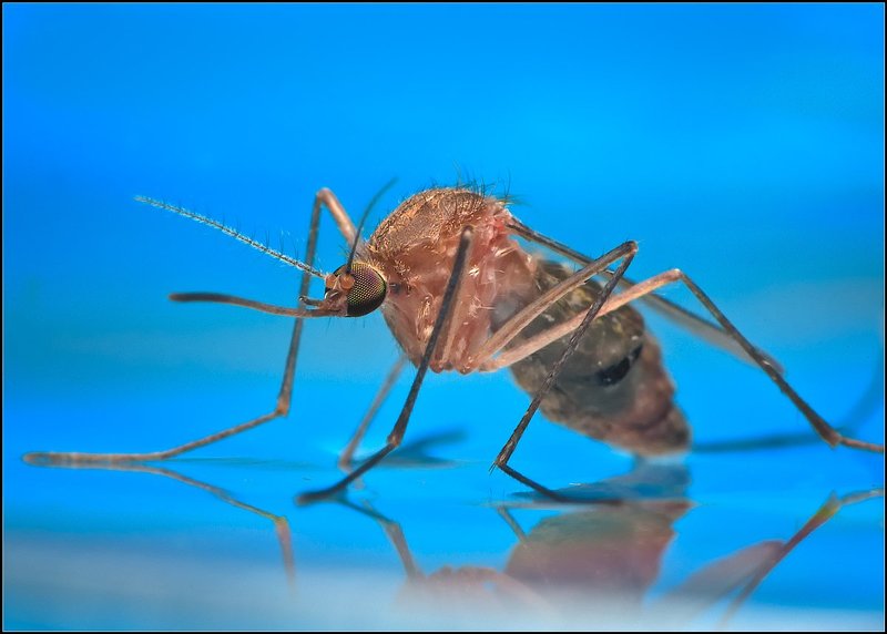 комар,макро, Комарик.photo preview