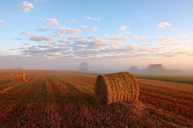 2011, россия, калужская область, поле, август, солома, небо, облака, рулоны, деревья Нивы сжаты...photo preview