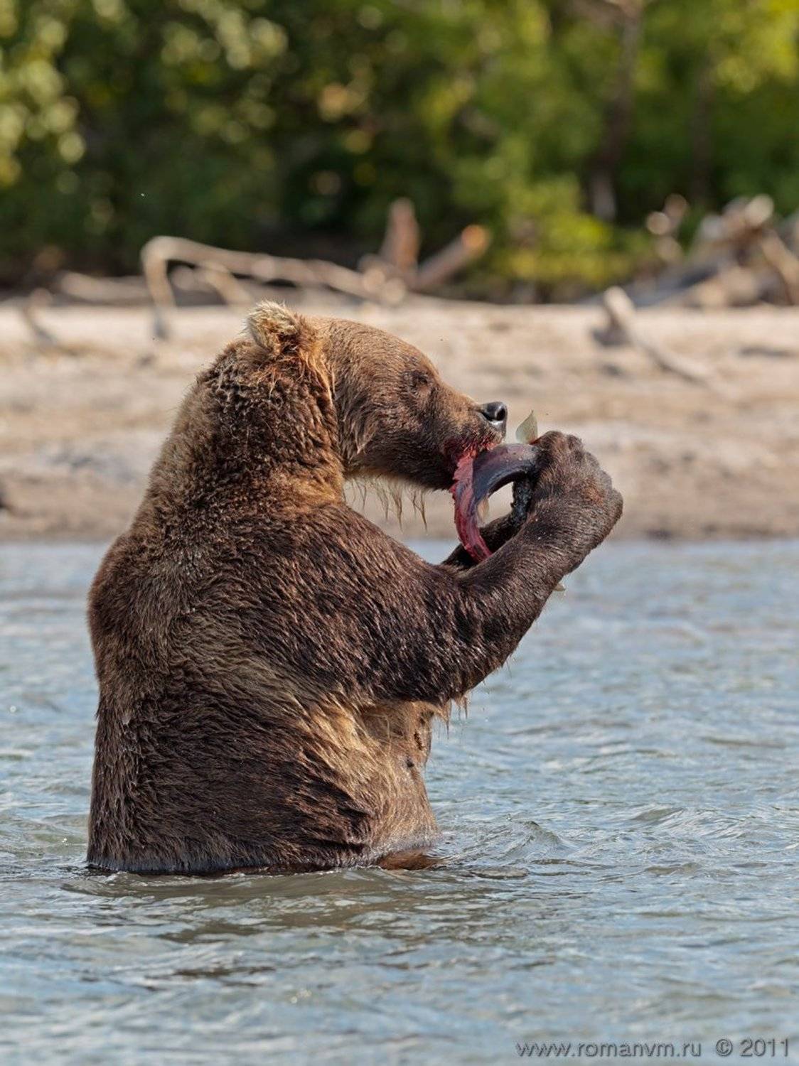 камчатка, медведь, озеро курильское, нерка, Роман Мурушкин