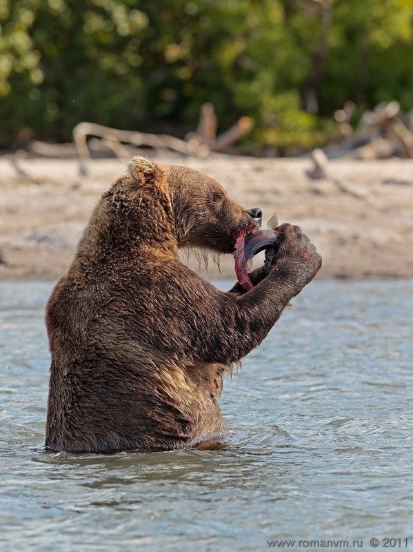 камчатка, медведь, озеро курильское, нерка Гурман фото превью