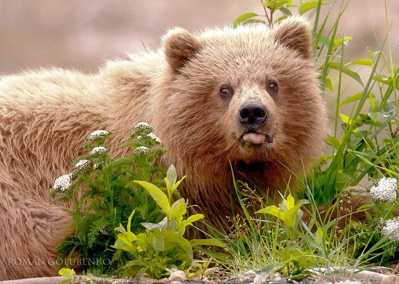 Наш ответ охоте на медведей / Our responce to Alaska\'s policy of killing grizzly bearsphoto preview