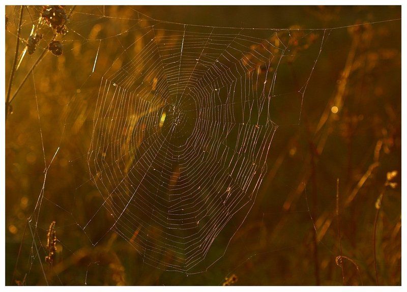 Медно-красныйphoto preview