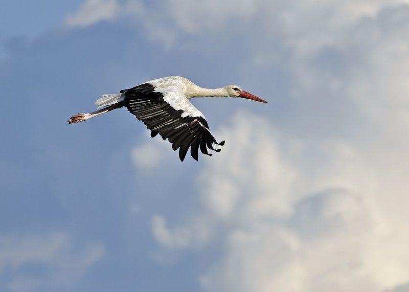 Baby DHLphoto preview