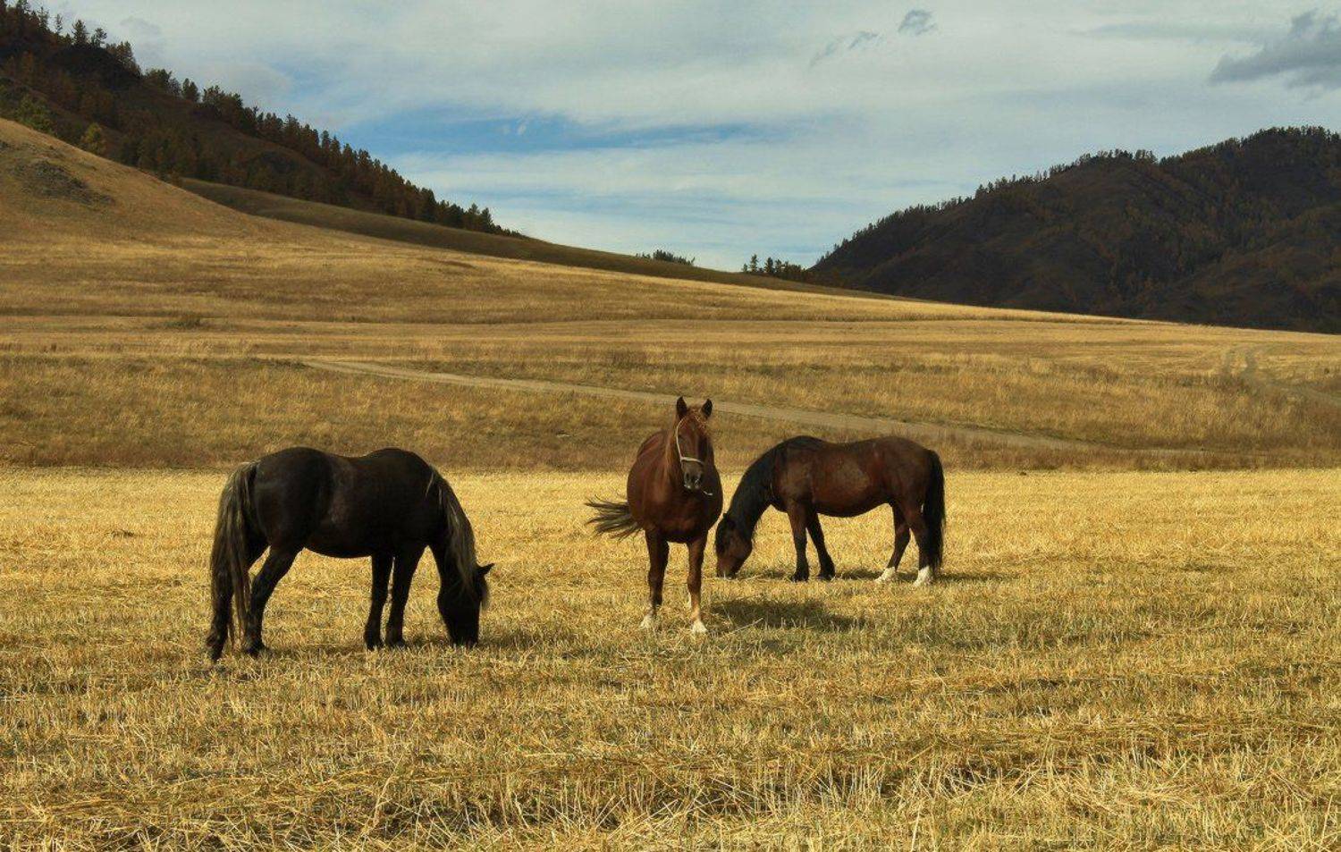 Трио. Автор: Галина Хвостенко горный, алтай, лошади, Галина Хвостенко