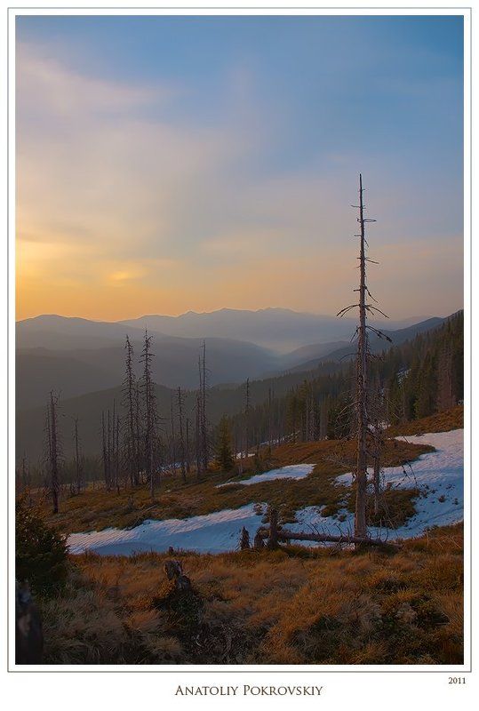 анатолий покровский, карпаты, рассвет, горы, утро Остовы мёртвых елей греются в лучах восходящего Солнца - вращение колеса Сансары.photo preview