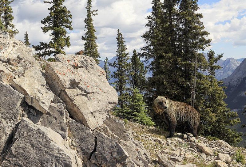 медведь, гризли, бурундук, горы, парк, банф, канада Первая встречаphoto preview