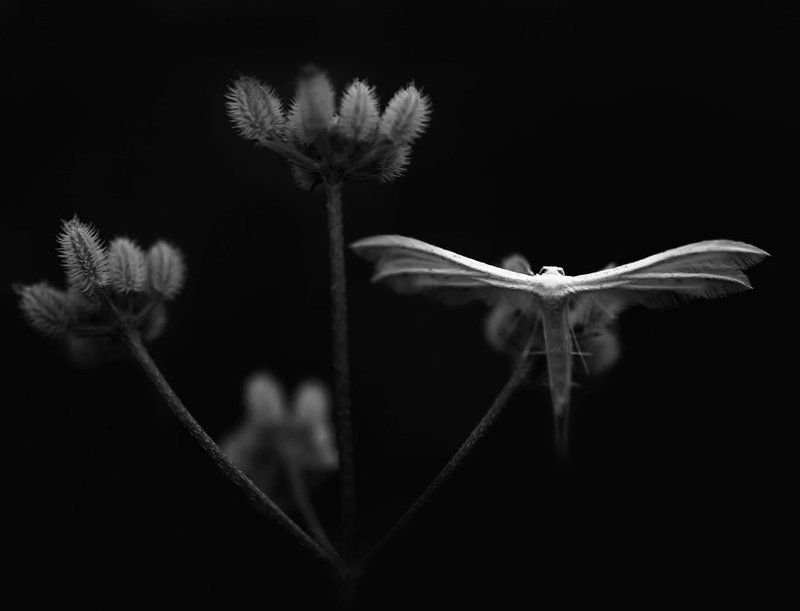 Ангел ночи...photo preview