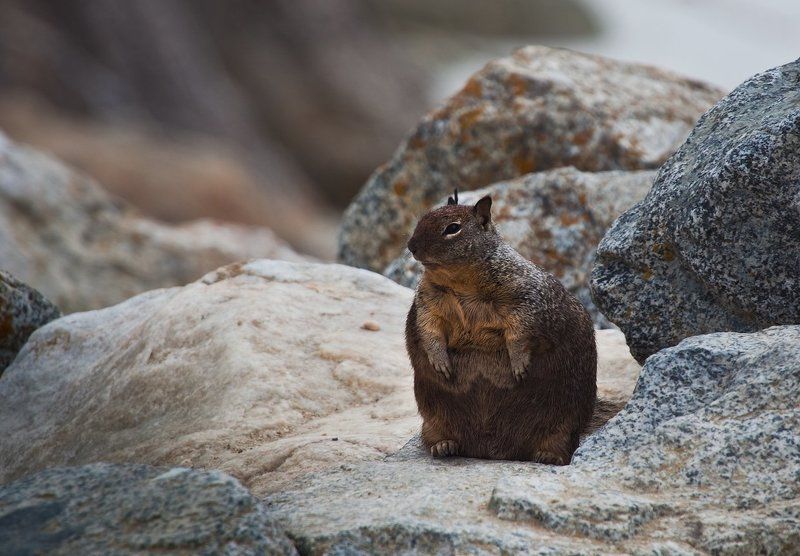 California Ground Squirrel или просто сусликphoto preview