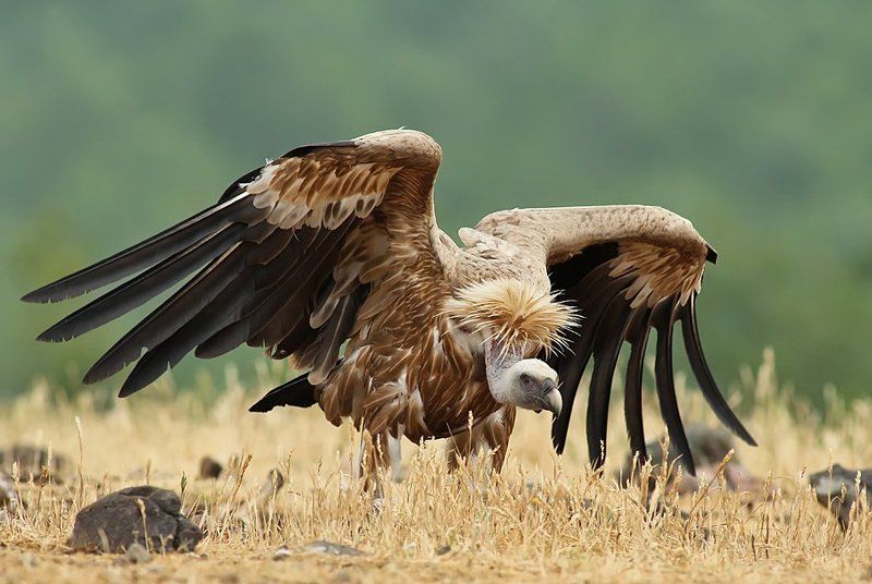 птица, грифон *** фото превью