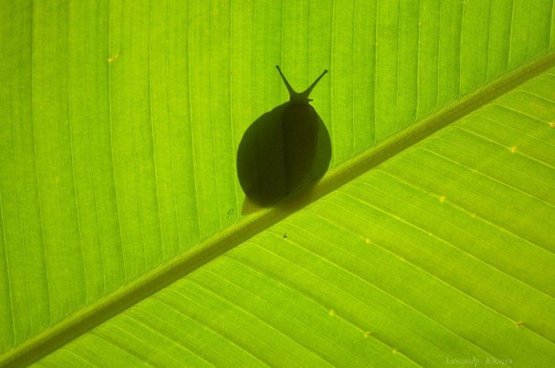 Театр тенейphoto preview