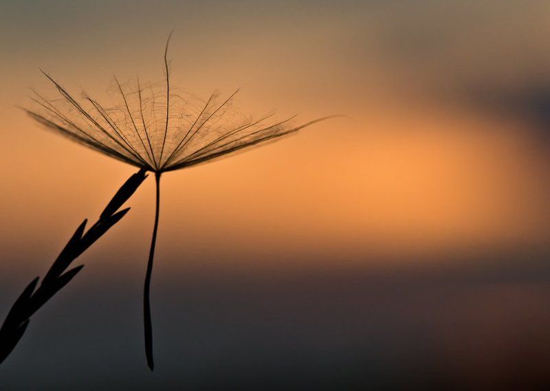 Немыслимая хрупкость бытия...photo preview