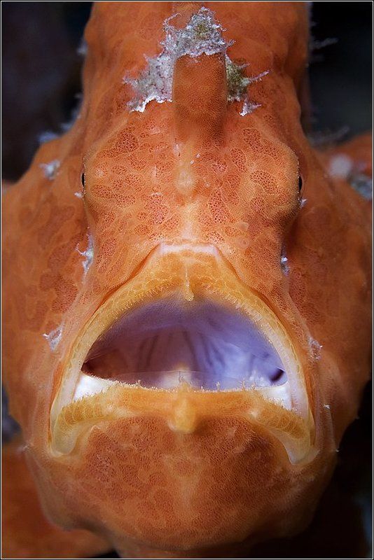 Moderator-fish обыкновенный... (испуганно огляделся) фото превью