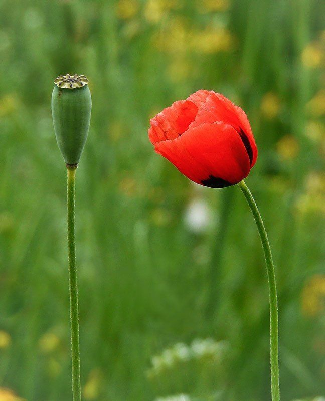 мак, луг Все когда-то заканчивается...photo preview