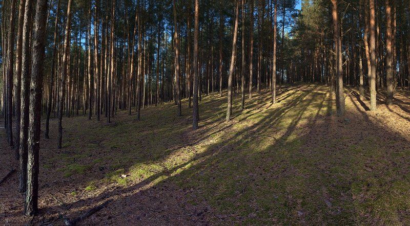 сосны, лес, пригорок Пригорокphoto preview