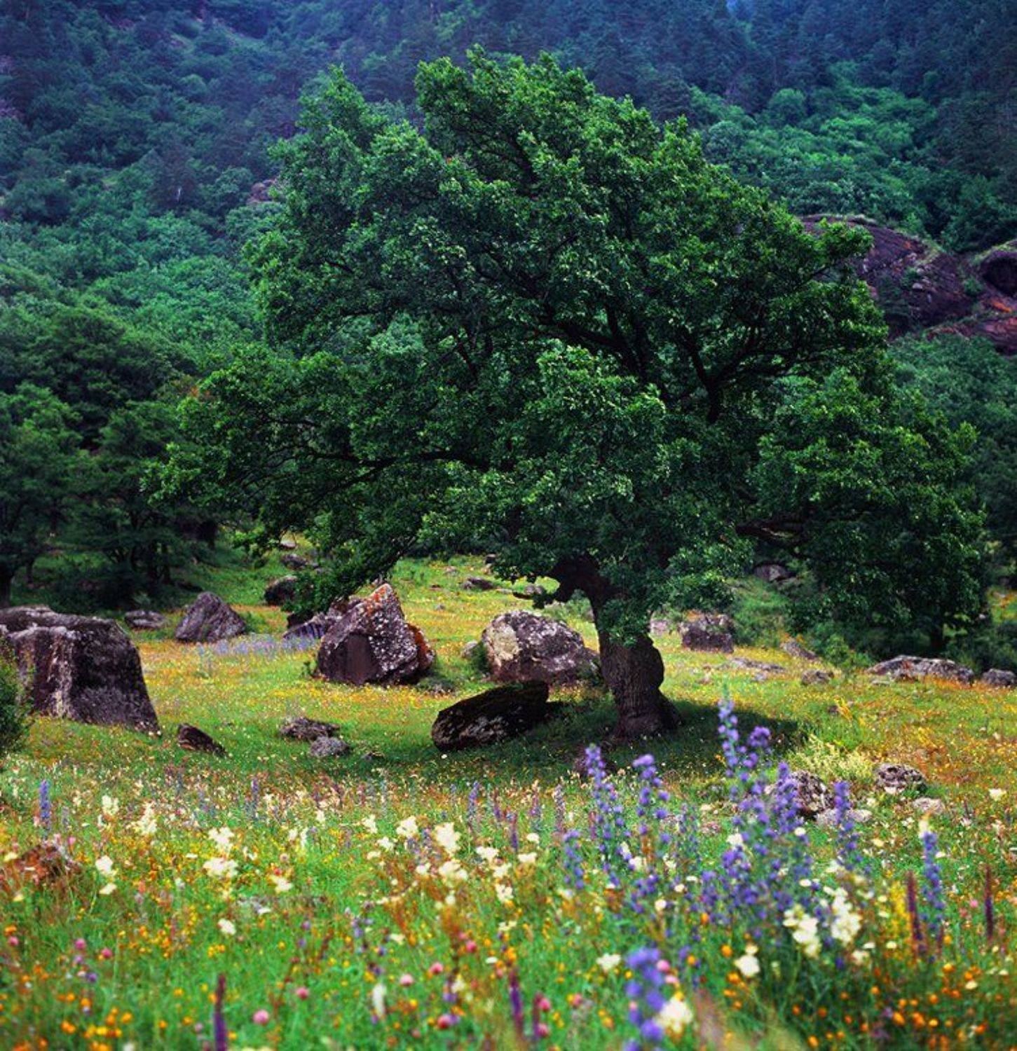 Дерево близ Теберды. Автор: Эдуард Перов , Эдуард Перов