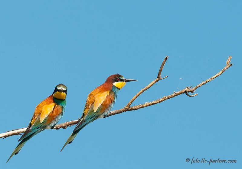 золотистые, щурки Золотистые щуркиphoto preview