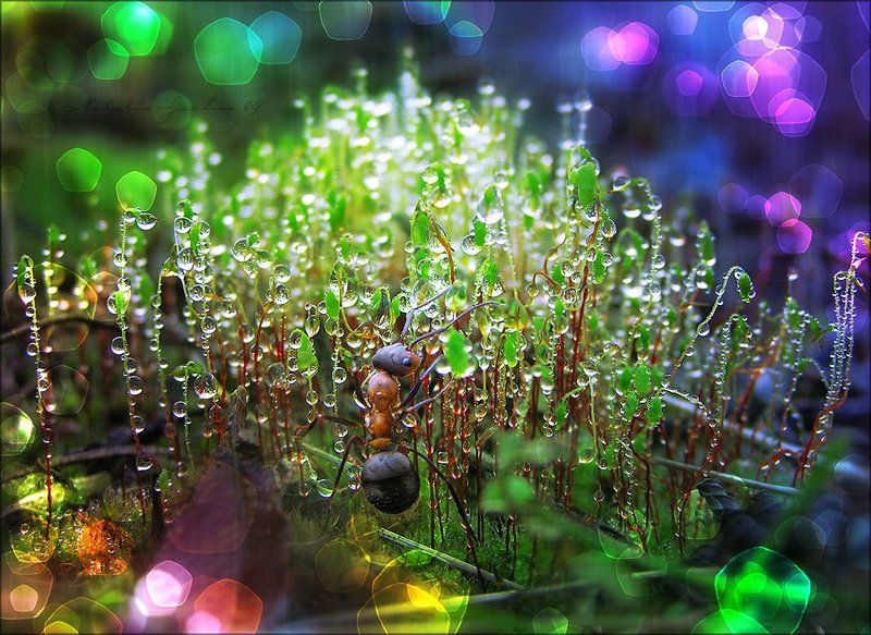 drop, water, air, капля, вода, воздух, natalia, jeshoa, art-macro, арт-макро Под пологом пьяного леса...#2photo preview