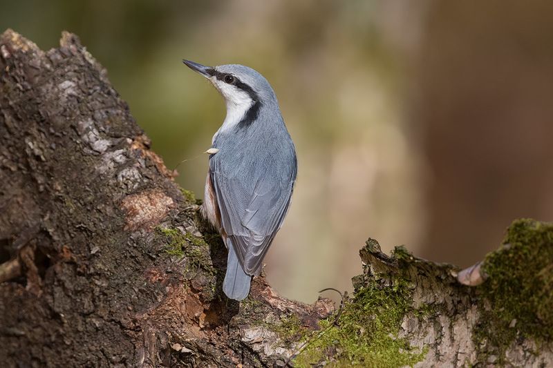 Поползеньphoto preview