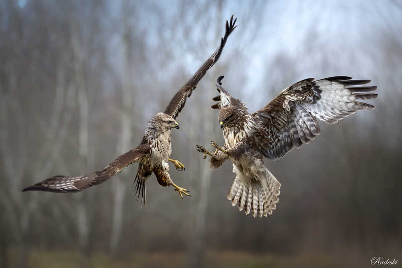 Fight between falconsphoto preview