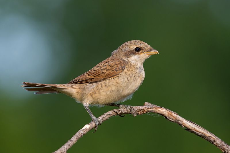 жулан сорокопут. жуланphoto preview