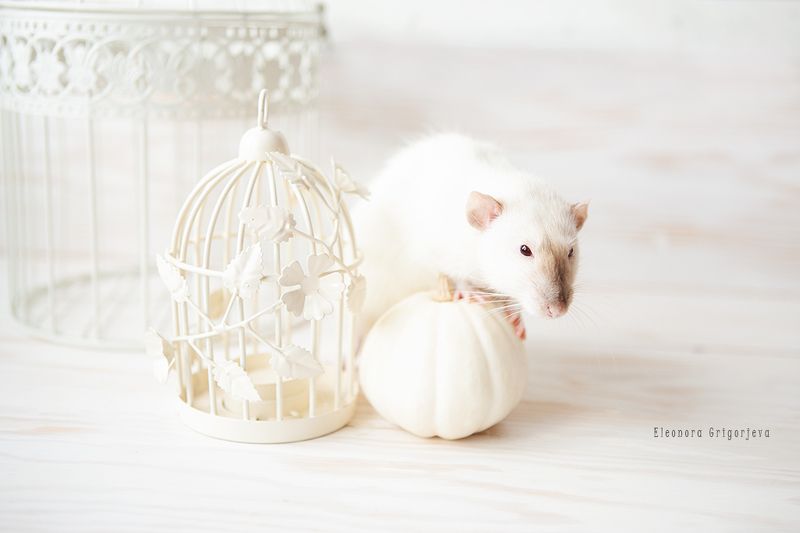 Осень в беломphoto preview