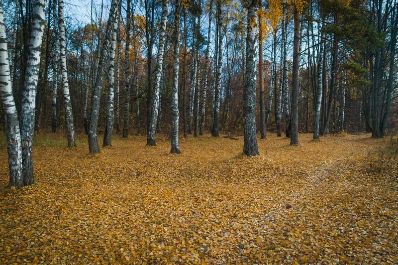 Молчаливый лесphoto preview