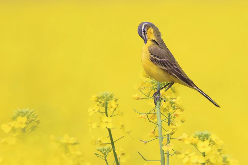bird,yellow,wildlife,nature,color,beautiful,scene,fields,scenery,spring,wild,beauty,sunny,birds,natural Yellow Wagtailphoto preview