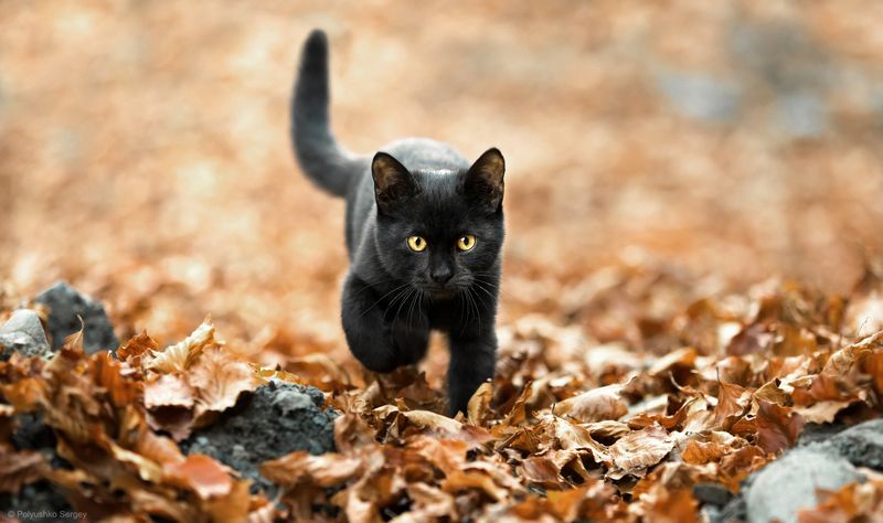 cat ***photo preview