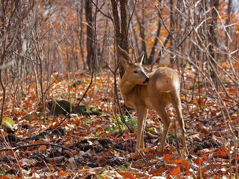 осень,приморье,листва,шуршит,тёплая осень листва шуршит... фото превью
