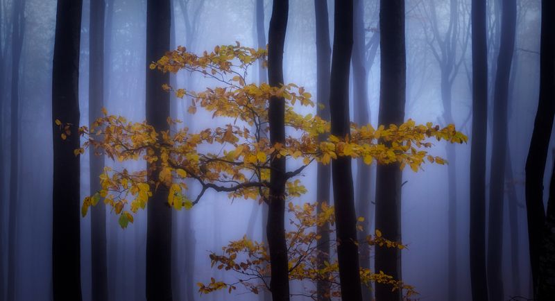 Приказка в синьо и жълтоphoto preview