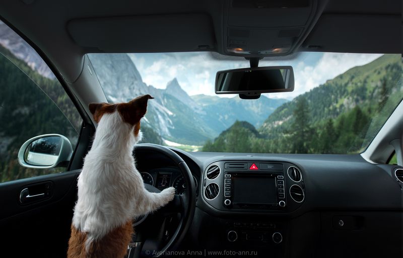 собака, горы, путешествие  Путешественница photo preview