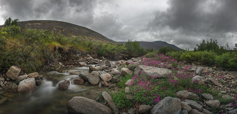 Иван-чай на берегу ручья.photo preview