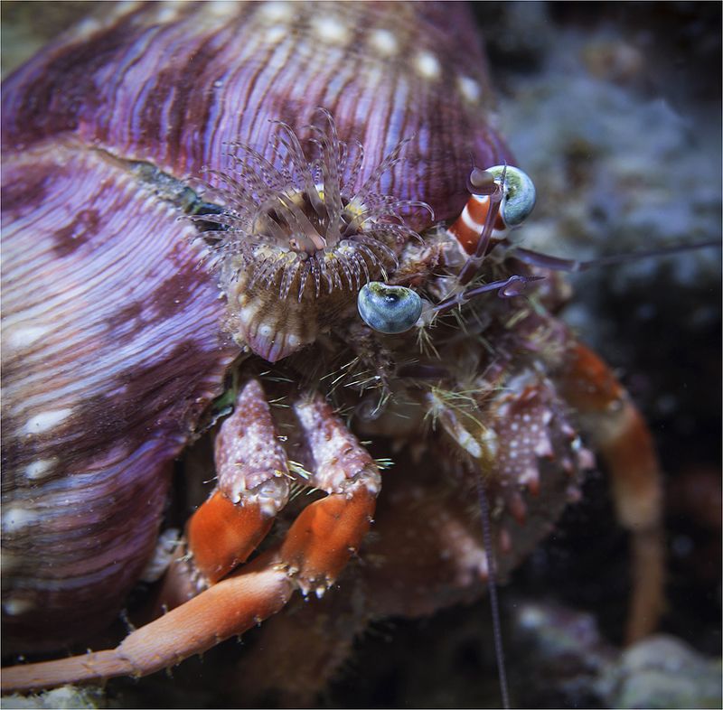 филиппины,  рак отшельник (макро) наше вам с кисточкой ! # 2 фото превью