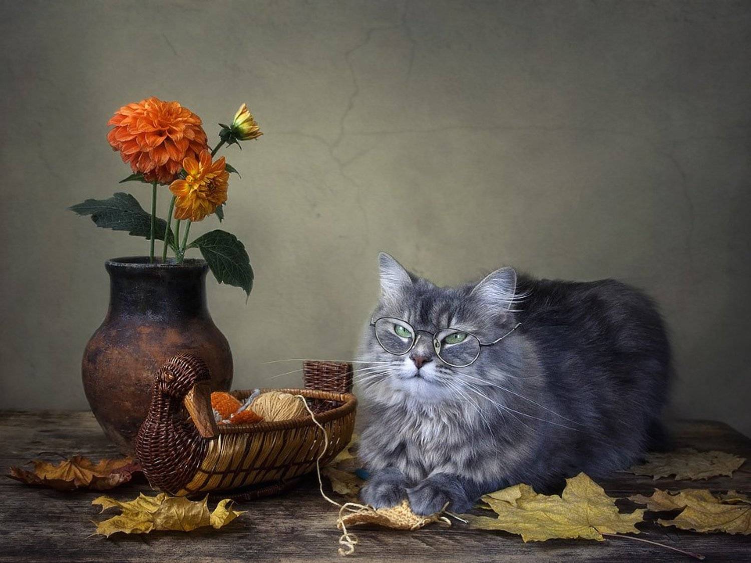 фото животных, домашние питомцы, кошки, кошка Масяня, рукодели, вязание, хобби, натюрморт, цветы, осень, Ирина Приходько