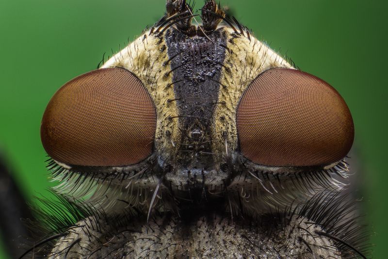 пришелец, инопланетянин, макро, глаза, сетка. Пришелецphoto preview