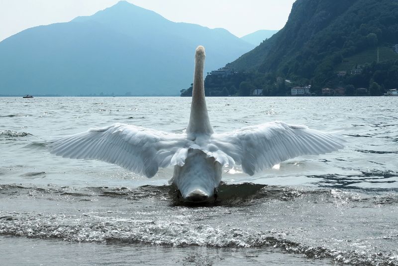 лебедь, взлет, полет, озеро, горы, швейцария, swan, take off, flight, lake, mountains, switzerland Взлет/Take offphoto preview
