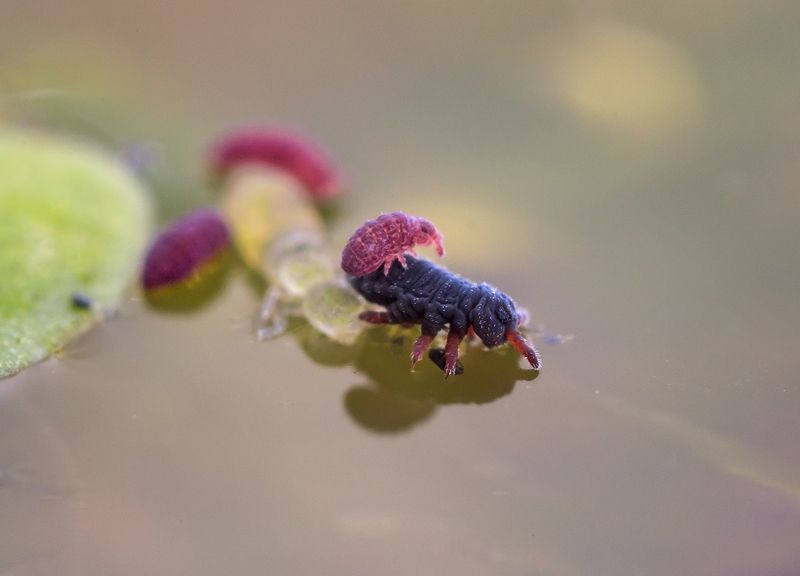 коллемболы И снова на аренеphoto preview