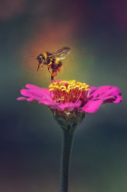 moment, момент, beautiful, красивый, wildlife, живая, nature, природа,  macro, макро,  manual lens, мануальная оптика, helios-44m, magic, волшебство, flower, цветок, pink, розовый,  wildlife, живая, insect, насекомое, bumblebee, шмель, Шмелиная радость :)photo preview