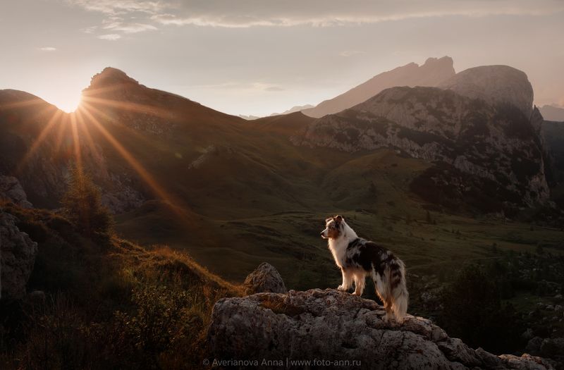 собака, закат, природа закат в горахphoto preview