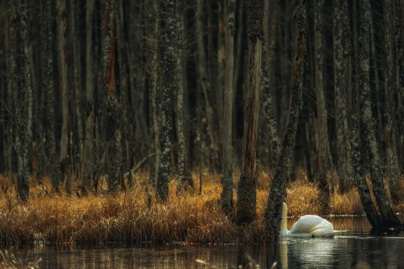 Hide-and-seekphoto preview