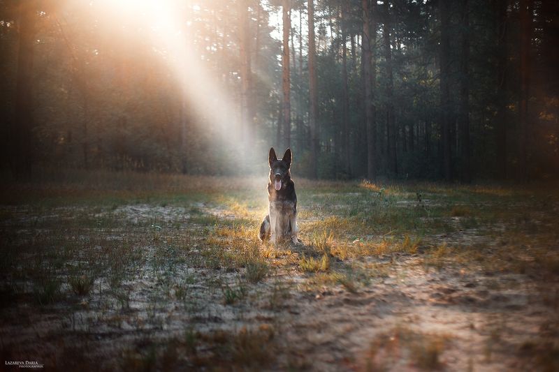 собака, природа, лес, овчарка, девушка, лучи солнца Утроphoto preview