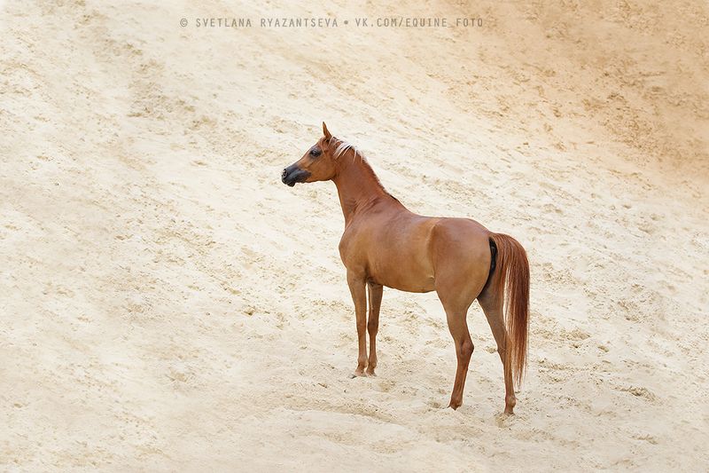 horse, лошадь, лошади, portrait desertphoto preview
