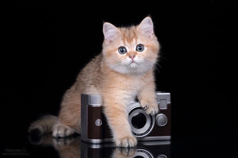 Фотографphoto preview