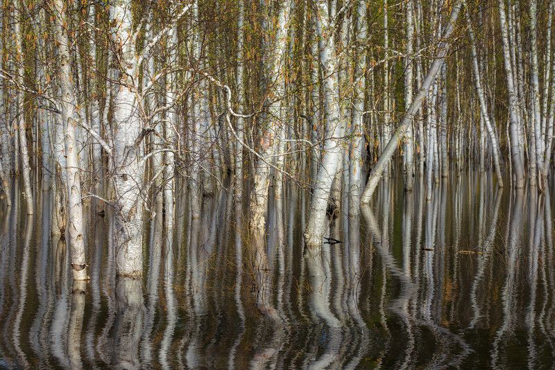 лес, весна Весенний лесphoto preview