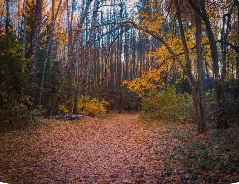 *ОСЕНЬ*photo preview