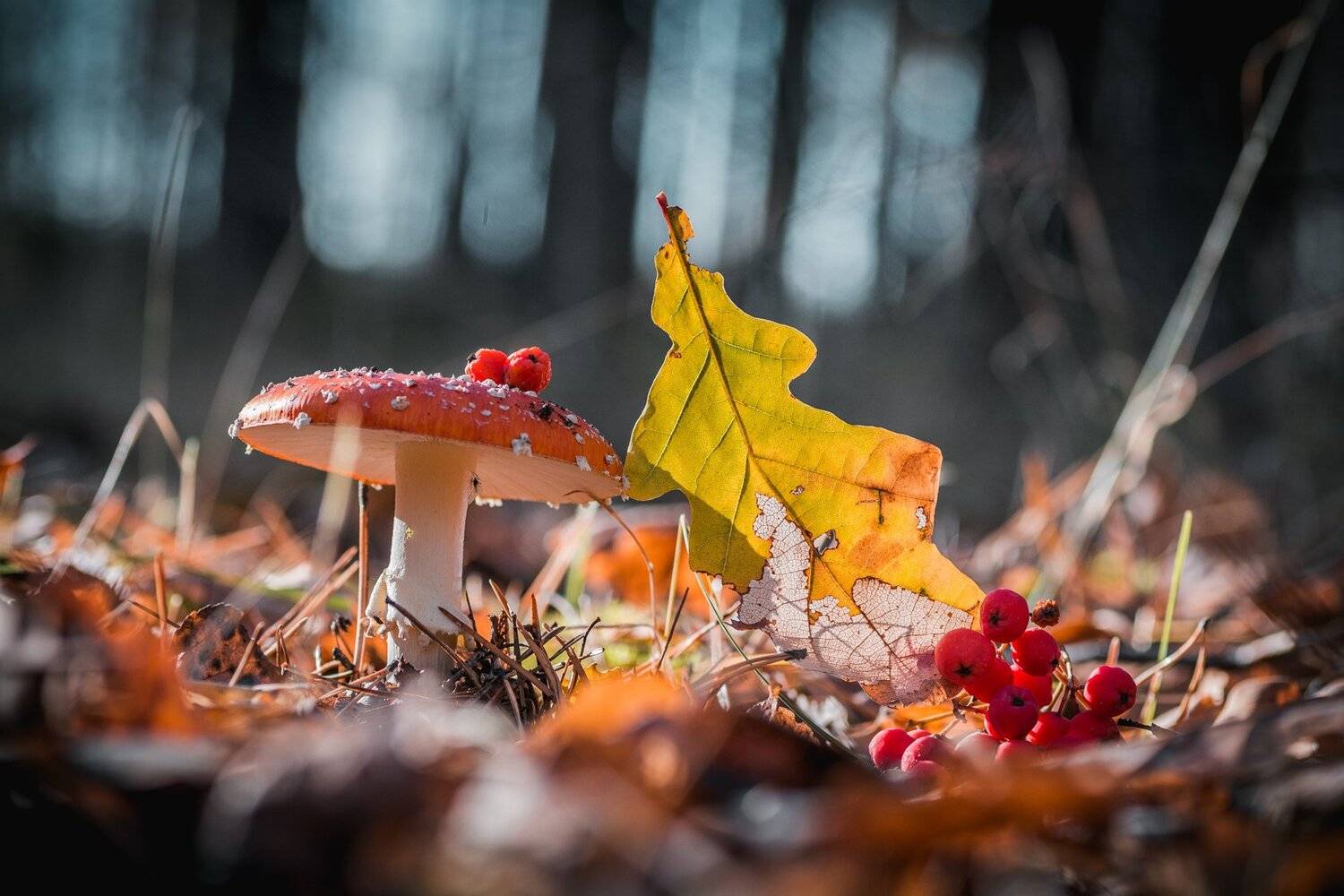 , Роман Зайцев